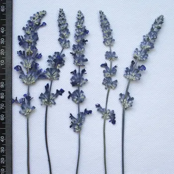 Оригиналния Цвят на Salvia divinorum природа цветя, Сушени цветя, натиснете цвете на Едро Безплатна доставка за 1 лот/30 бр.